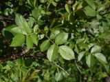 genus Rosa. Листья. Турция, ил Ыгдыр, Харабабазарский перевал, среди старой лавы. 19 мая 2025 г.