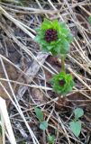 Rhodiola integrifolia