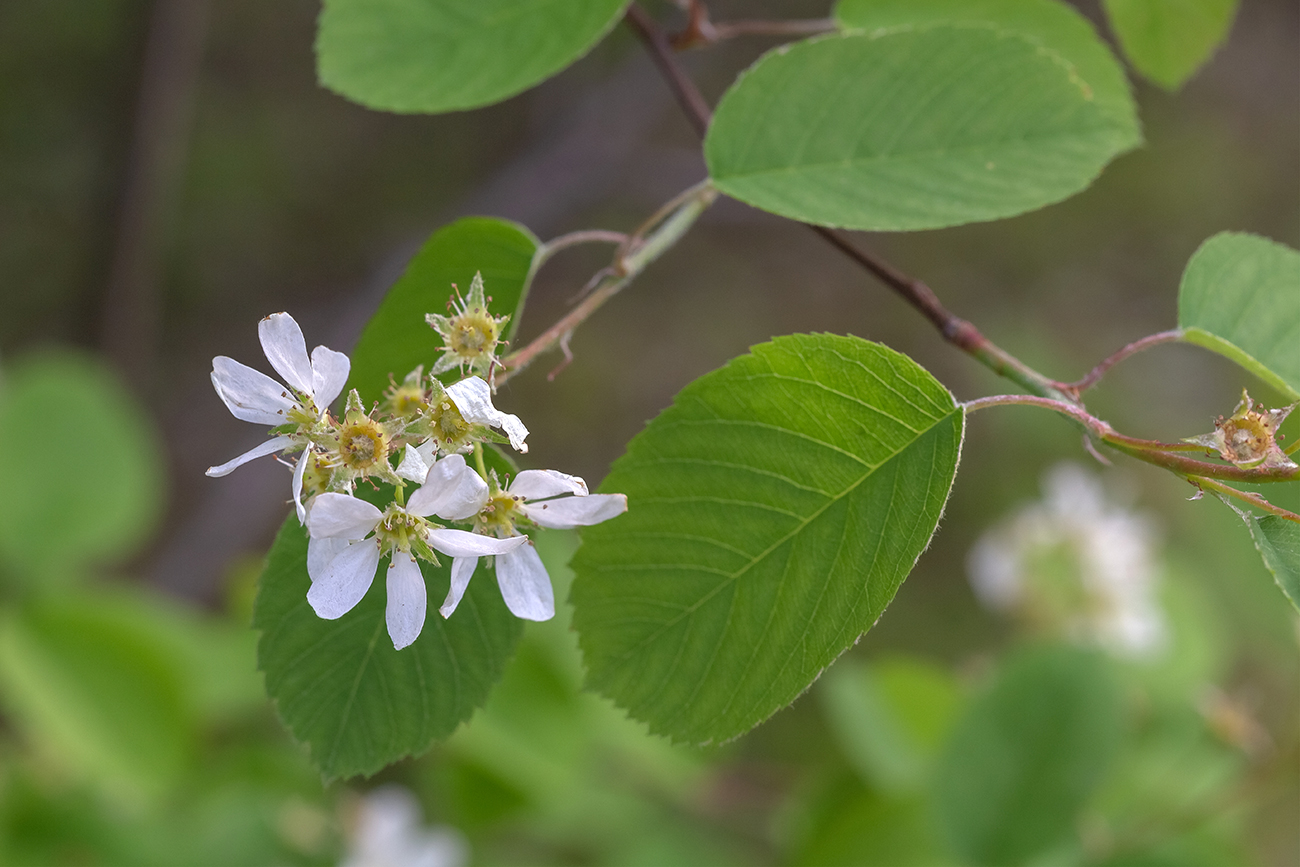 Image of Amelanchier spicata specimen.