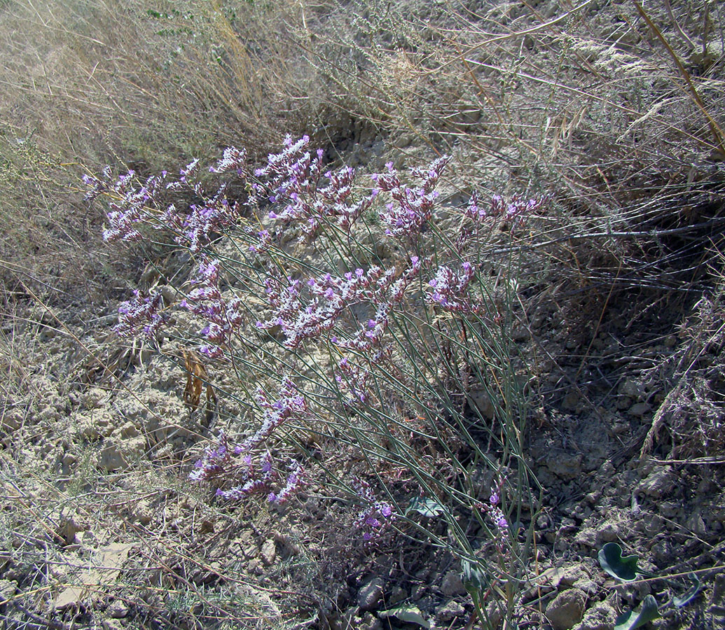 Изображение особи Limonium narynense.