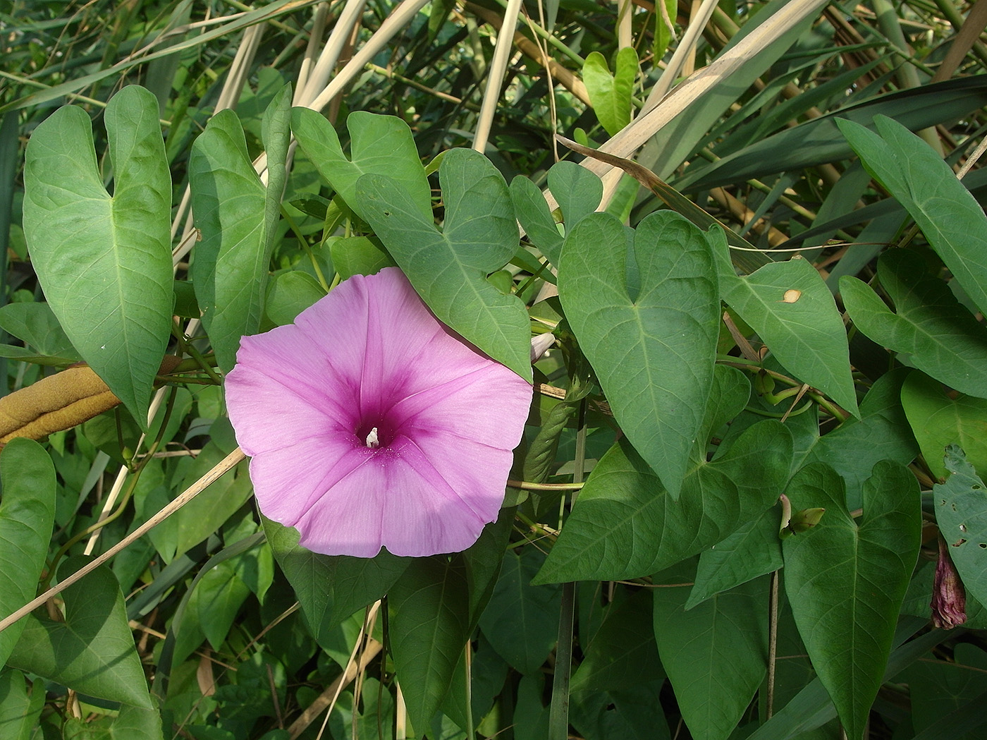 Изображение особи Ipomoea sagittata.