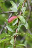 Amygdalus bucharica. Часть ветви с плодом. Таджикистан, Гиссарский хр., басс. р. Варзоб, ущ. р. Кондара, ≈ 1400 м н.у.м., пояс шибляка, склон с гранитным мелкозёмом. 19 апреля 2025 г.