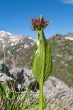 genus Gentiana