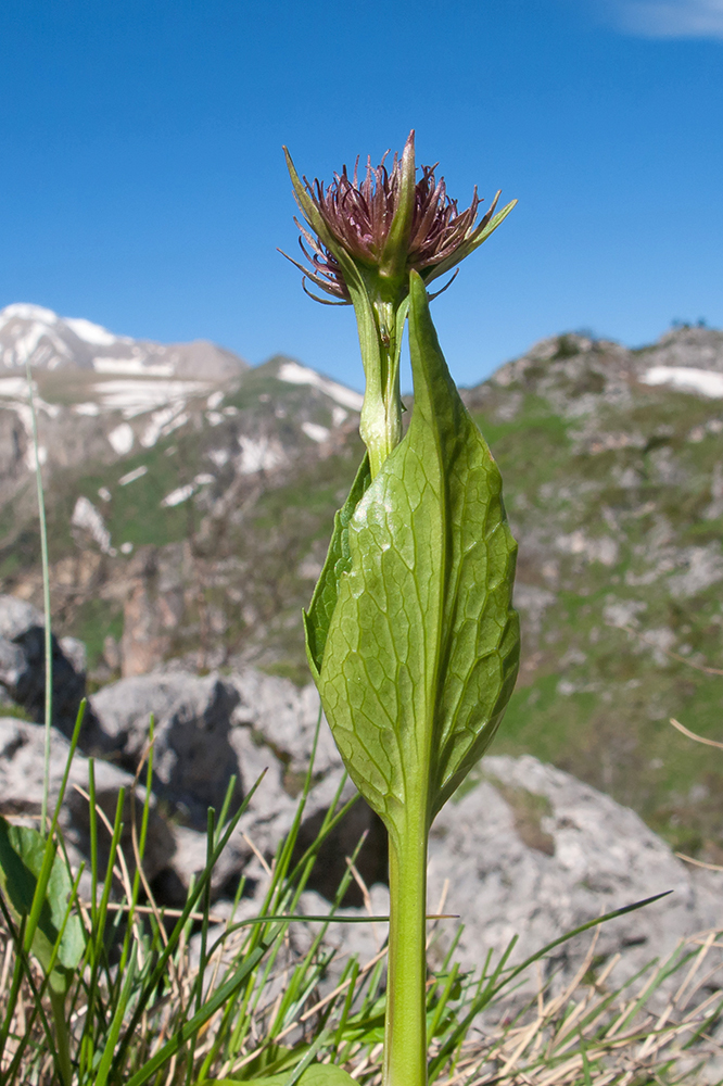 Image of genus Gentiana specimen.