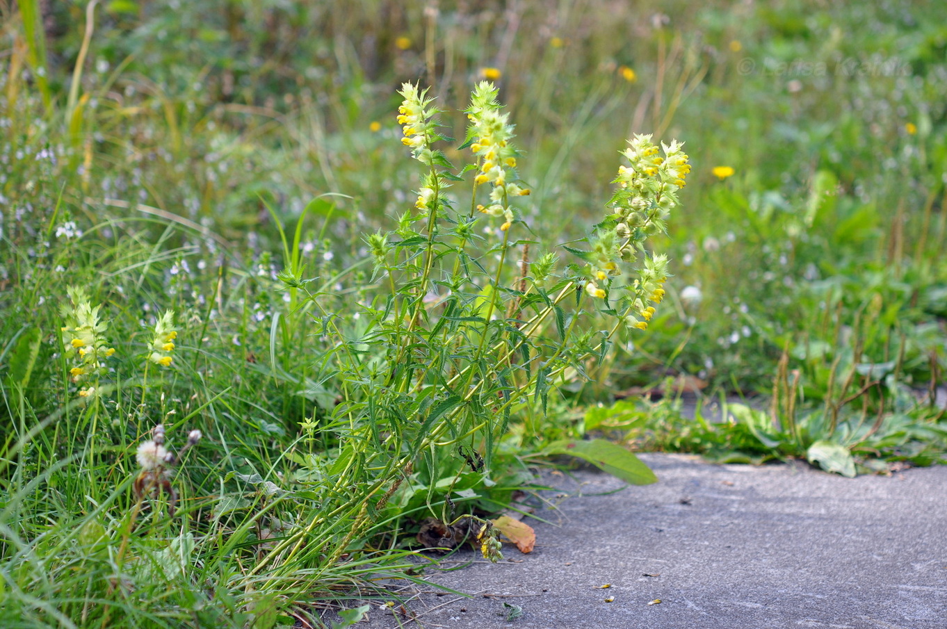 Image of genus Rhinanthus specimen.