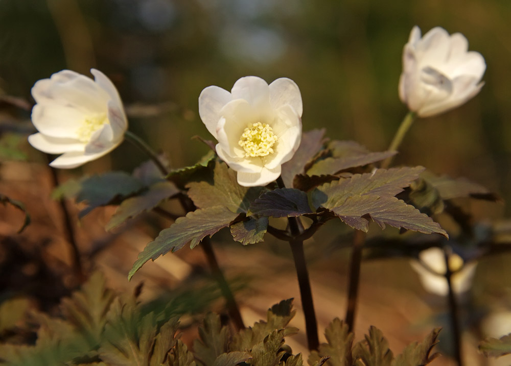 Изображение особи Anemone altaica.