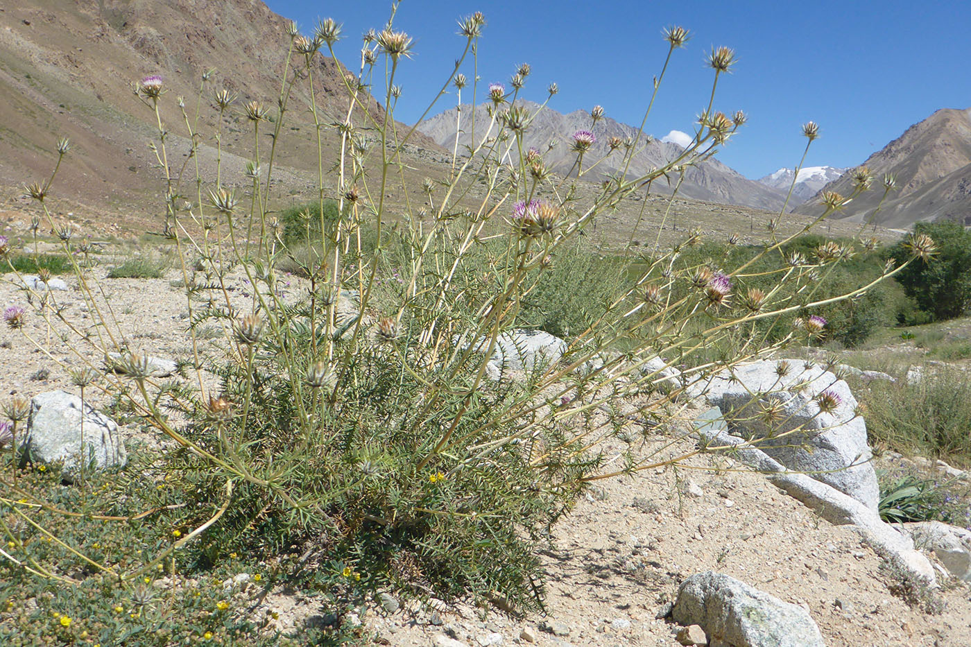 Image of genus Cousinia specimen.