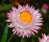 Xerochrysum bracteatum. Соцветие. Москва, Троицкий адм. округ, пос. Первомайское, в культуре. Октябрь 2025 г.