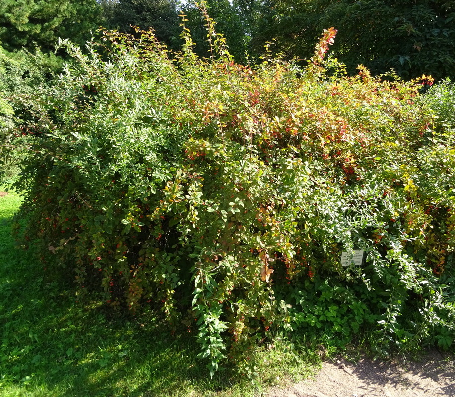 Image of Berberis koreana specimen.