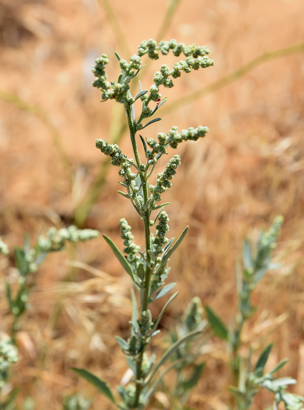 Image of familia Chenopodiaceae specimen.