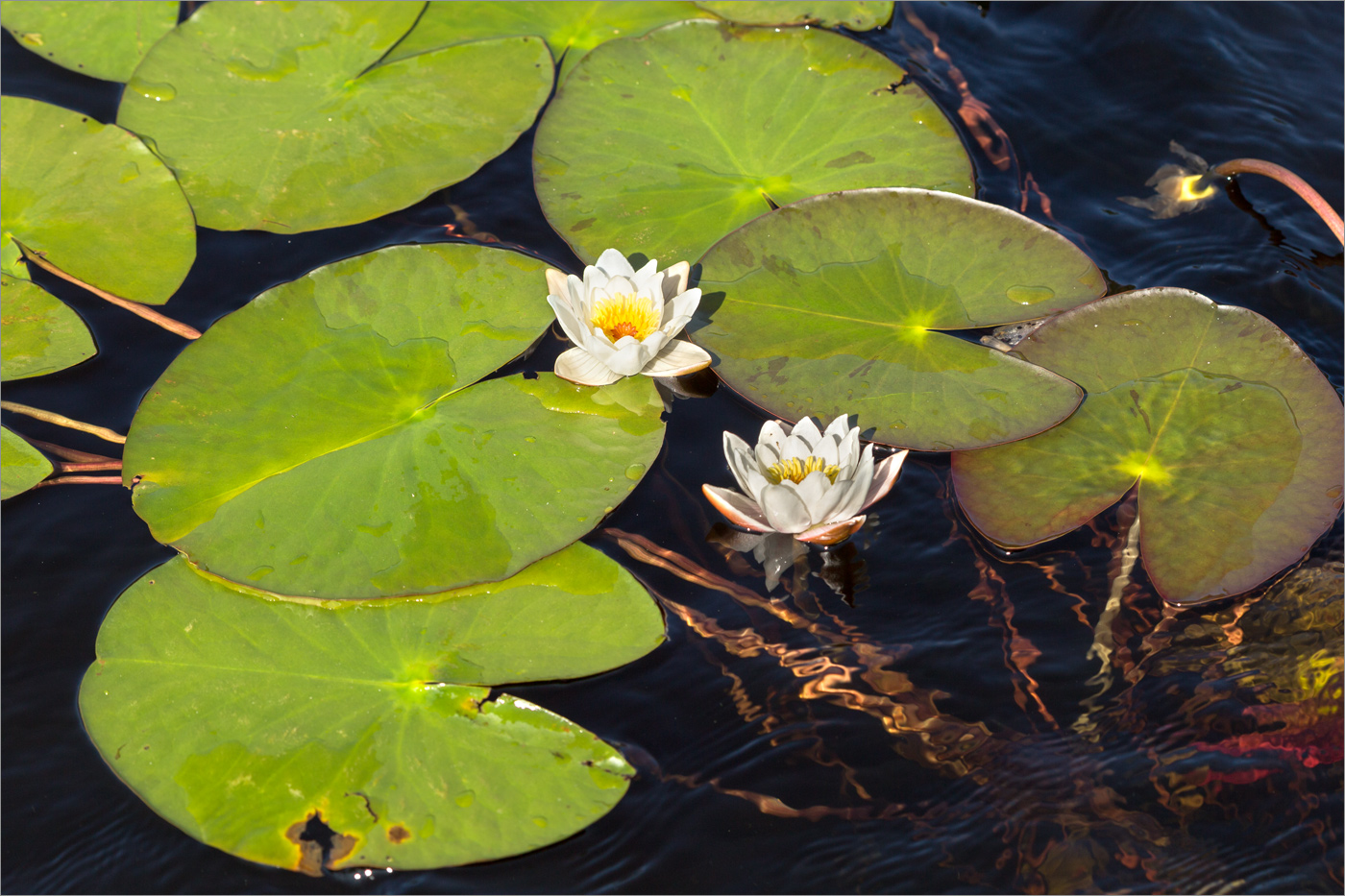 Изображение особи Nymphaea candida.