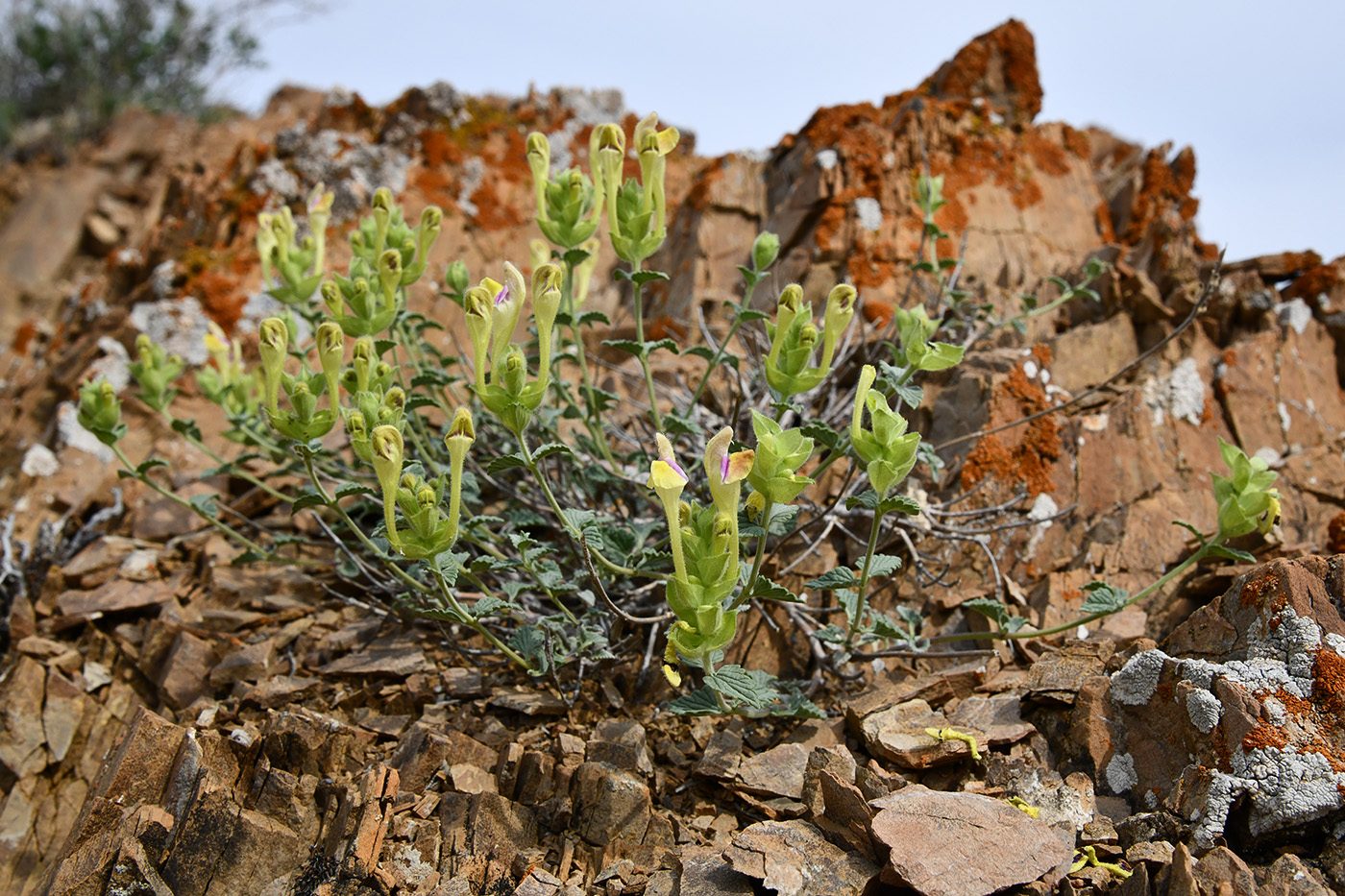 Изображение особи Scutellaria adenostegia.