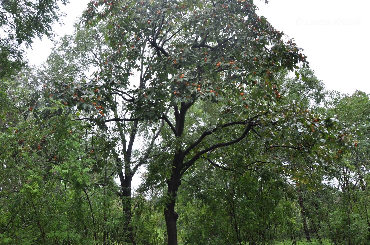 Image of genus Diospyros specimen.