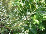Salix viminalis