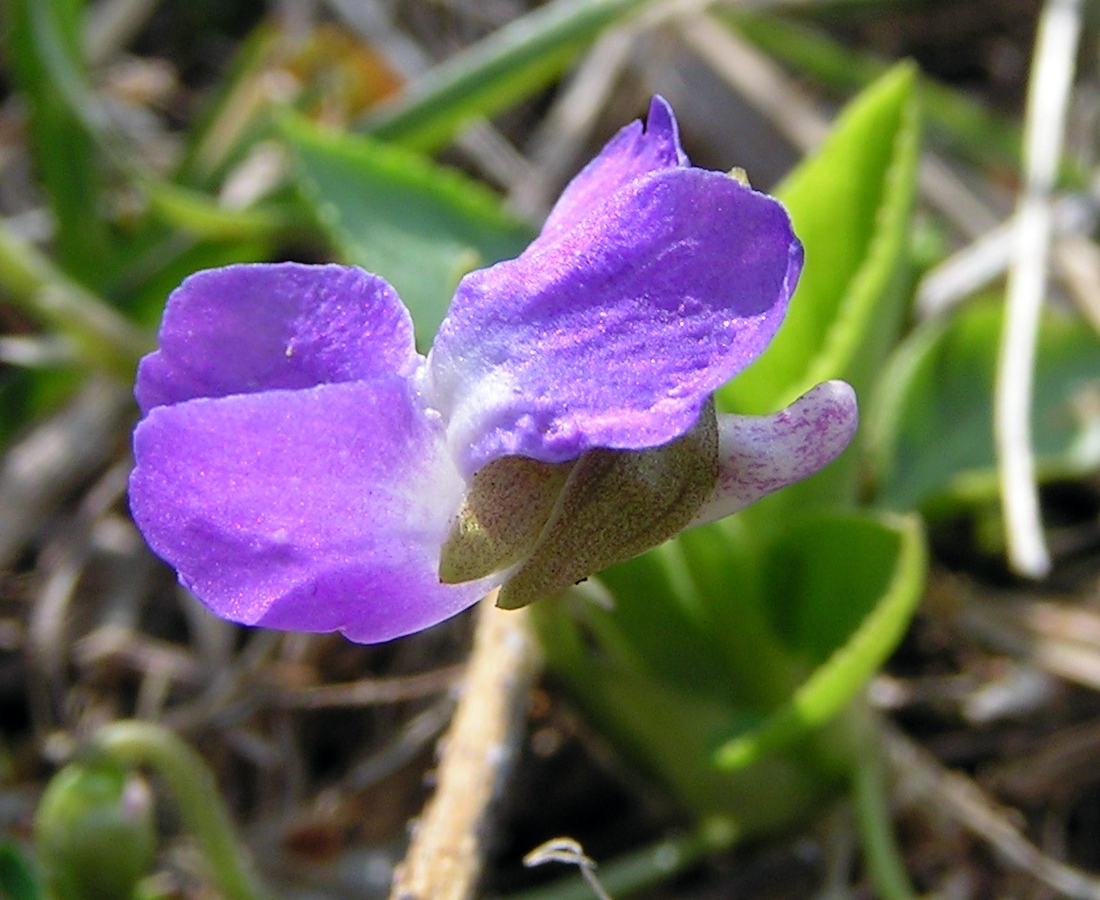 Изображение особи Viola hirta.