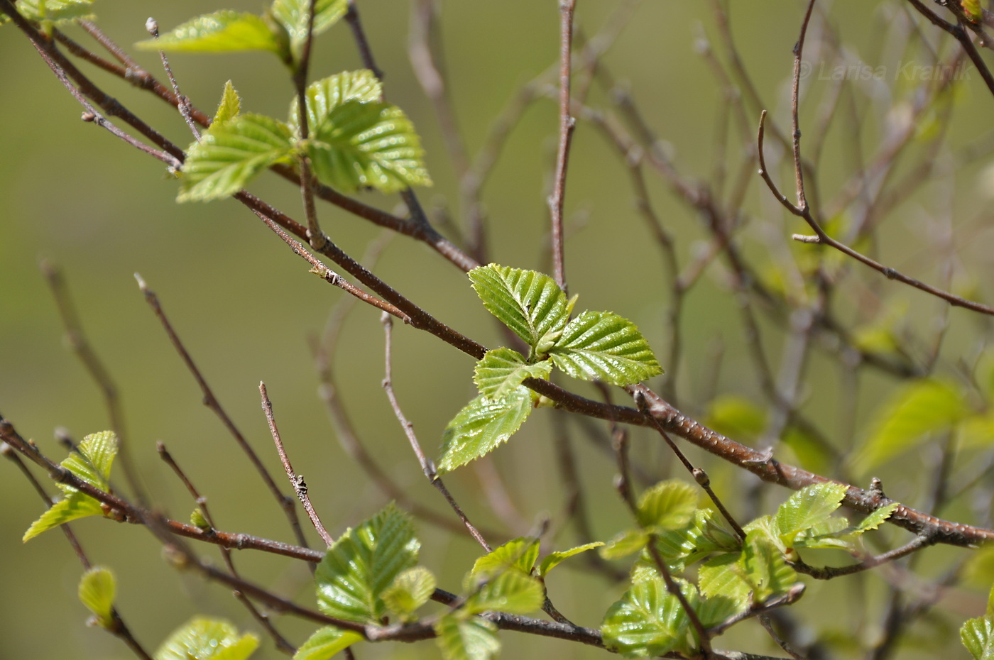 Image of Betula dauurica specimen.