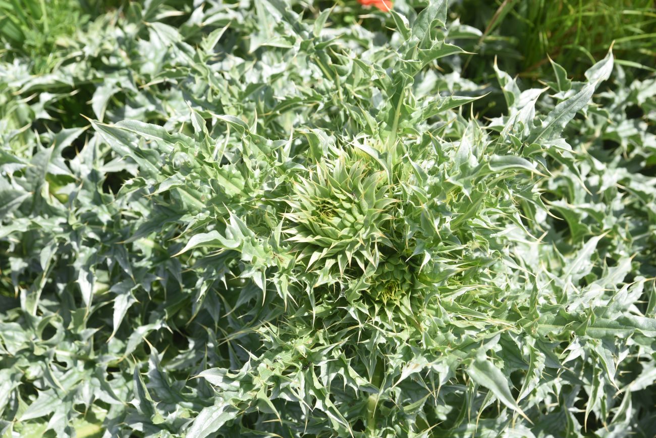 Image of Carduus thoermeri specimen.