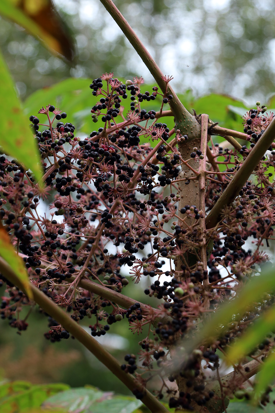 Изображение особи Aralia elata.