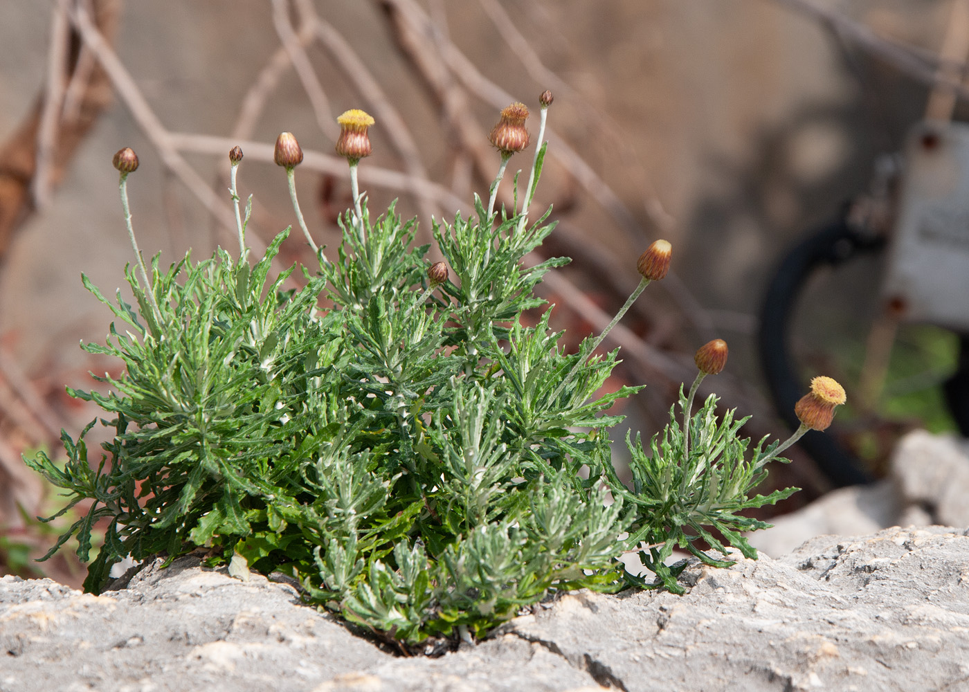 Изображение особи Phagnalon rupestre ssp. graecum.