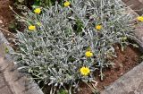 Gazania rigens разновидность leucolaena. Цветущие растения. Португалия, о-в Мадейра, пос. Порту-Мониш, в культуре. 19.08.2025.