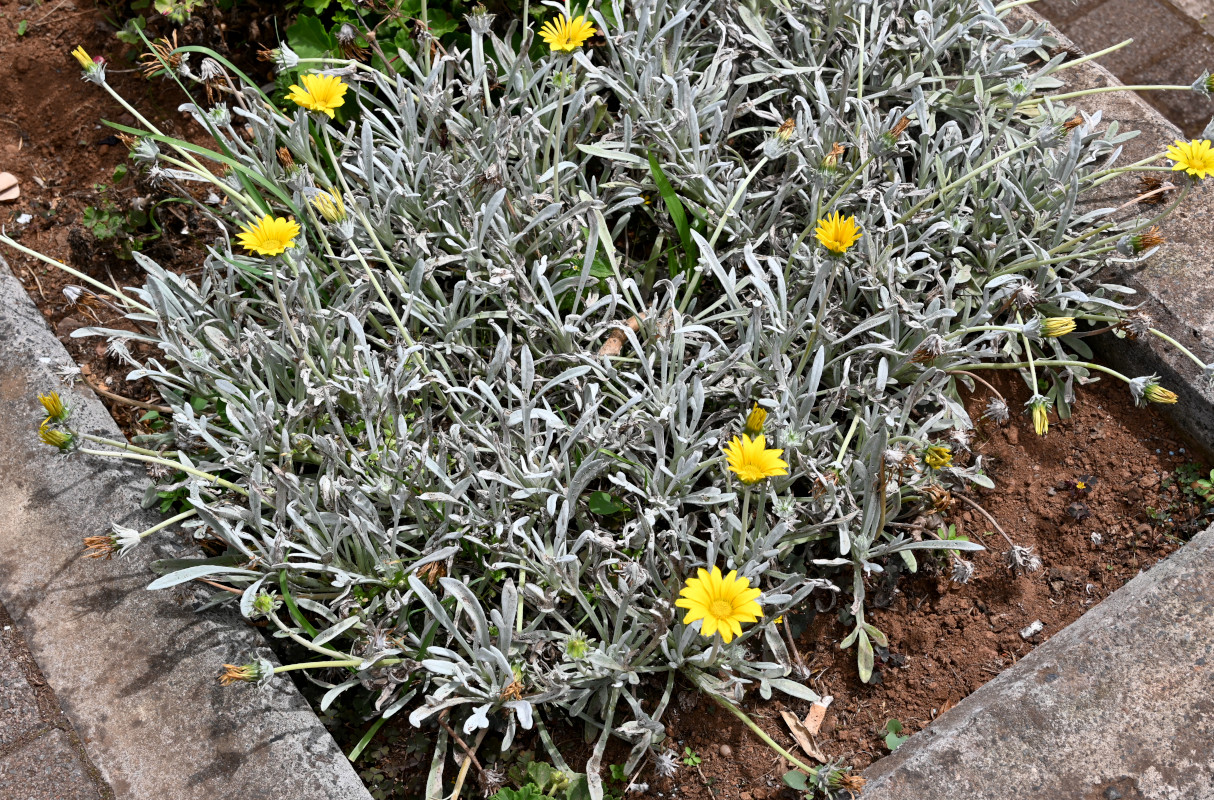 Изображение особи Gazania rigens var. leucolaena.