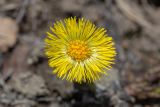 Tussilago farfara. Соцветие. Мурманск, Октябрьский р-н, смешанный лес, обочина тропы, насыпь. 04.05.5026.