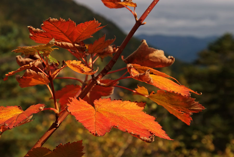 Image of Acer ukurunduense specimen.