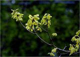 Quercus robur. Часть ветви с развивающимися листьями. Московская обл., Раменский р-н, окр. дер. Хрипань, садовый участок. 12.05.2026.