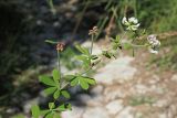 Dorycnium graecum. Верхушка цветущего и плодоносящего побега. Краснодарский край, окр. г. Адлер, вырубка под ЛЭП. 30.06.2024.
