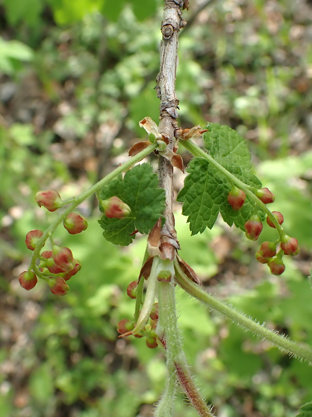 Image of Ribes pallidiflorum specimen.