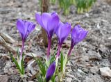 род Crocus