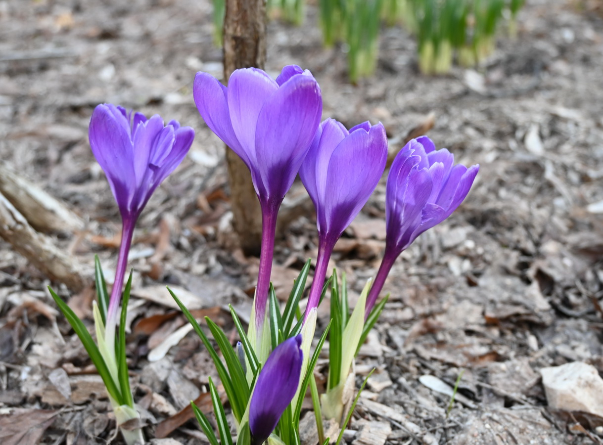 Изображение особи род Crocus.