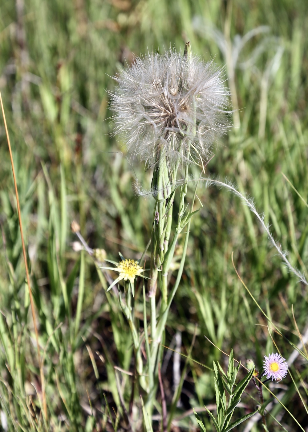 Image of Tragopogon turkestanicus specimen.