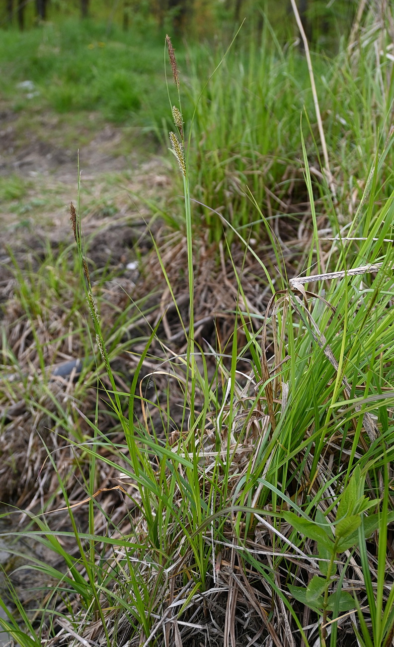 Изображение особи род Carex.