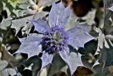 Eryngium maritimum. Соцветие. Португалия, округ Бежа, устье р. Мира, песчаный пляж. 05.06.2026.