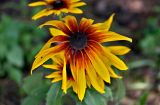 Rudbeckia hirta. Соцветие. Московская обл., г. Железнодорожный, в культуре. 07.08.2026.