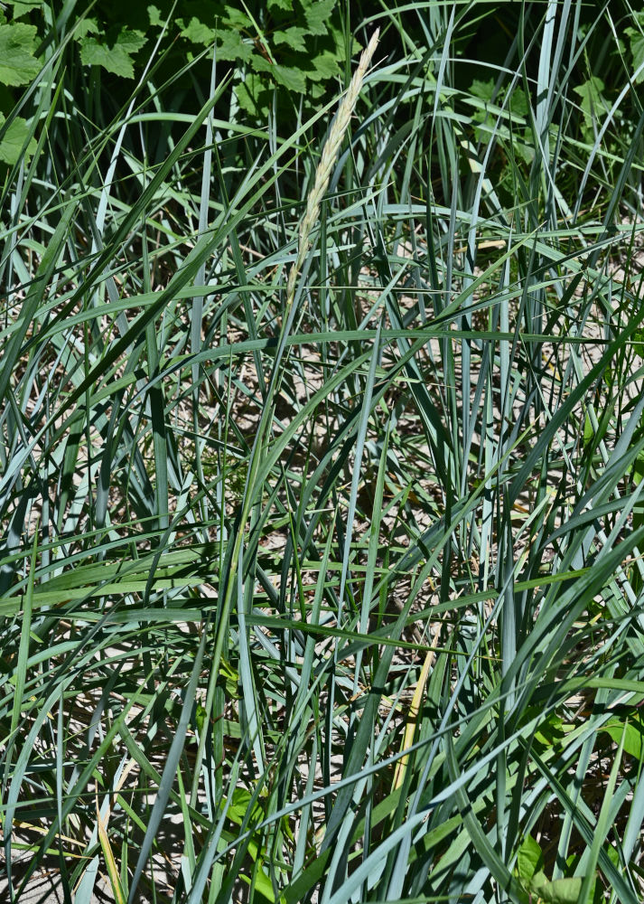 Image of Leymus arenarius specimen.