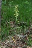 Oreorchis patens. Цветущее растение (высота — 49 см; длина соцветия — 16 см). Сахалин, г. Южно-Сахалинск, западный макросклон Сусунайского хр., левый склон долины р. Уюновка, 165 м н.у.м., елово-пихтовый лес. 27.06.2025.