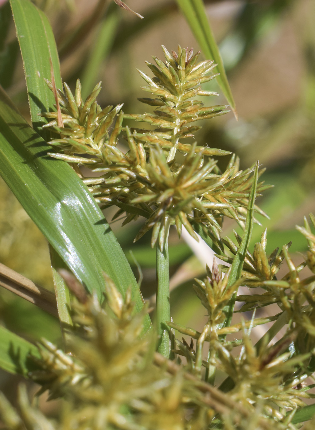 Image of Cyperus esculentus specimen.
