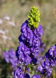 Aconitum kusnezoffii. Соцветие. Приморский край, Спасский р-н, окр. ж.-д. ст. Кнорринг, на лугу. 15.09.2026.