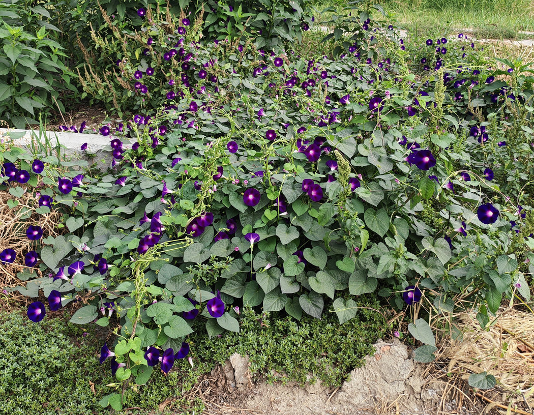 Image of Ipomoea purpurea specimen.