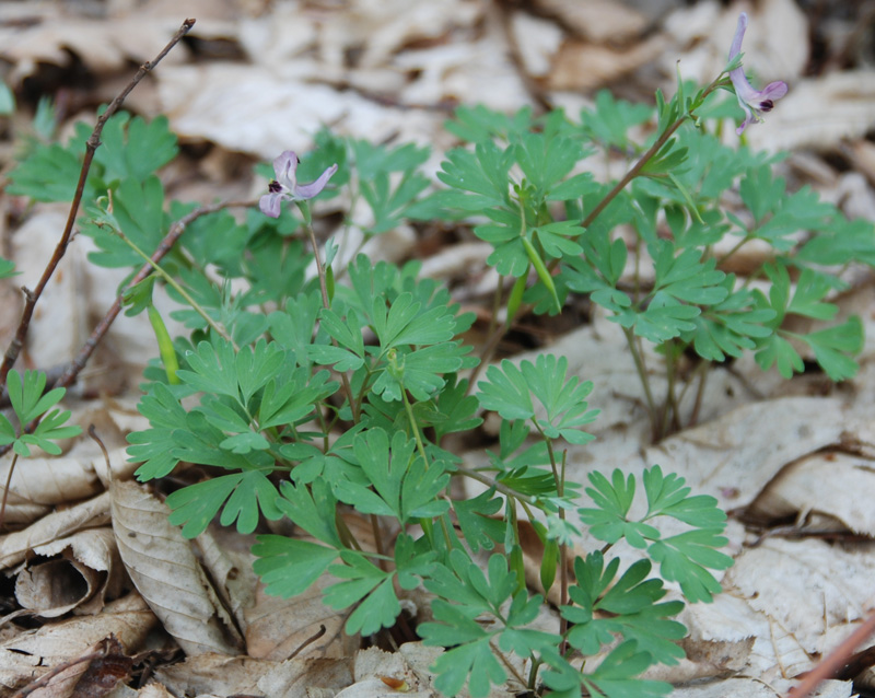 Изображение особи Corydalis paczoskii.