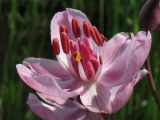 Butomus umbellatus. Цветок в мужской фазе (начинают раскрываться пыльники тычинок наружного круга). Нидерланды, провинция Drenthe, Peizermade, в прибрежной зоне мелиоративного канала. 8 июня 2008 г.