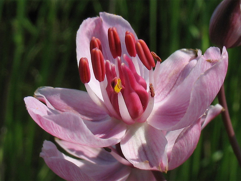 Изображение особи Butomus umbellatus.