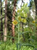 Digitalis grandiflora