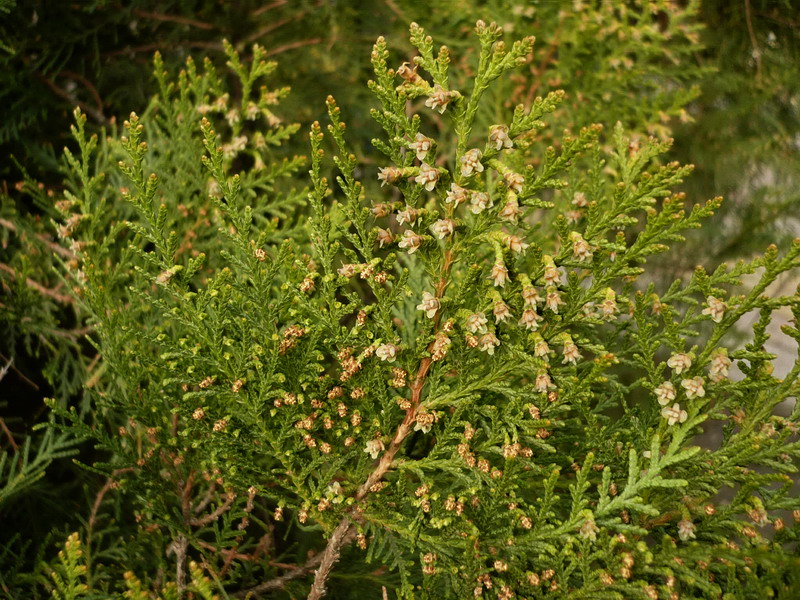Изображение особи Platycladus orientalis.