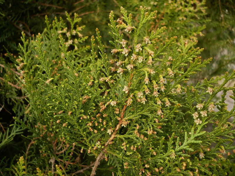 Image of Platycladus orientalis specimen.