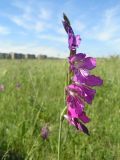 Gladiolus imbricatus. Соцветие. Украина, Донецкая область, РЛП \"Зуевский\". 02.06.2011.