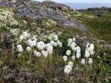 Eriophorum scheuchzeri