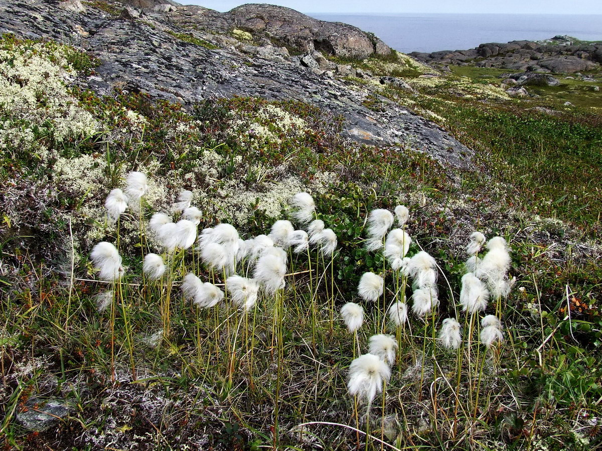 Image of Eriophorum scheuchzeri specimen.